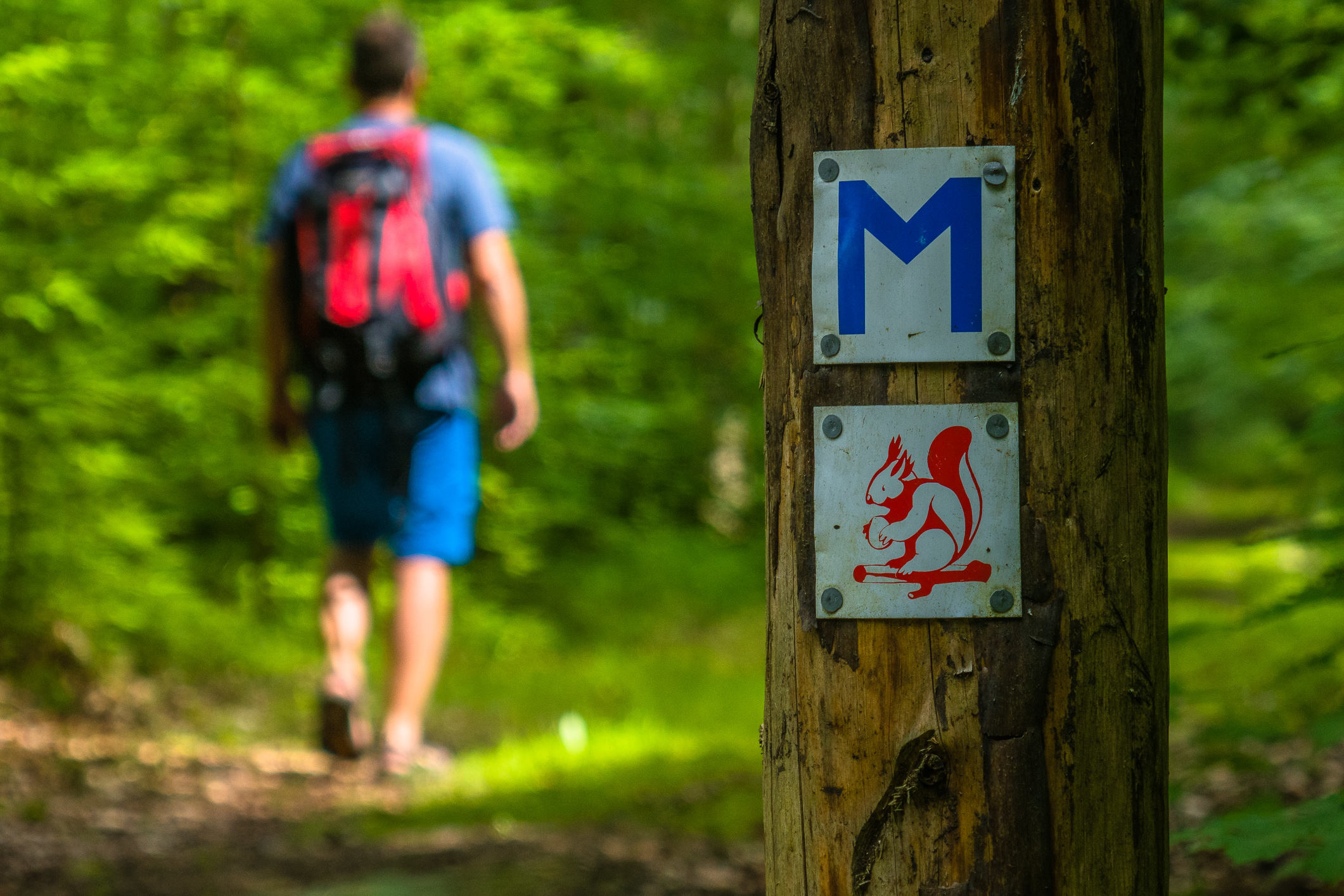 Wandermarkierung im Müritz-Nationalpark